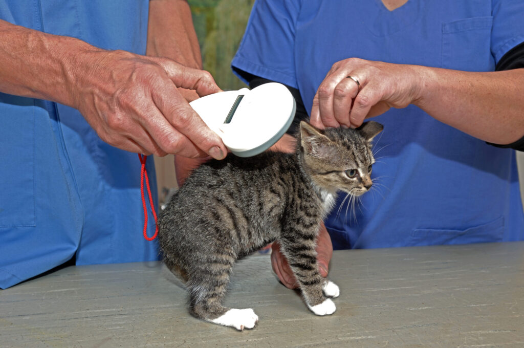 Microchip Dog Sacramento – Pet Microchipping | Del Paso Veterinary Clinic