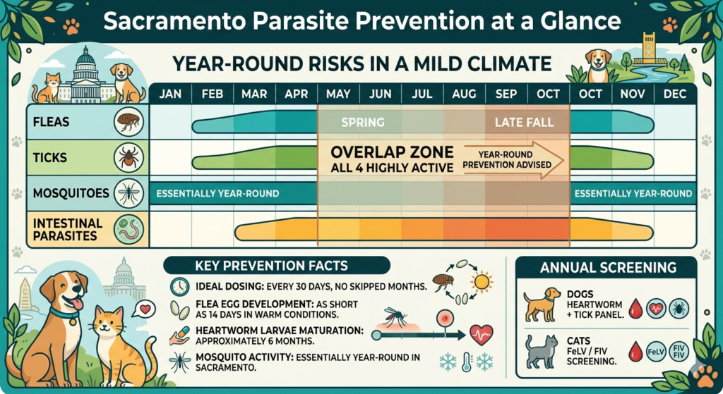 Parasite Prevention in Sacramento: A Pet Owner's Guide to Fleas, Ticks, and Heartworms